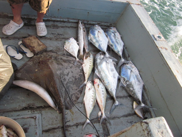 ปลาโฉมงาม 4ตัว ปลากระเบน 1 ตัว ปลาสละ 3 ตัว ครับ เจอกันอีดที 21-22-23 ตุลาคม 54 เรืออาจารย็อารต์ ปาก