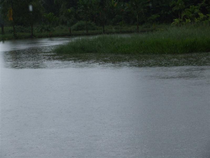    
    ย้ายมาบ่อใกล้ได้เดี๋ยวเดียวงานงอกครับ   ฝนตกขืนตกอีกหน่อยครับ    :kiss: :kiss: :kiss: :kiss