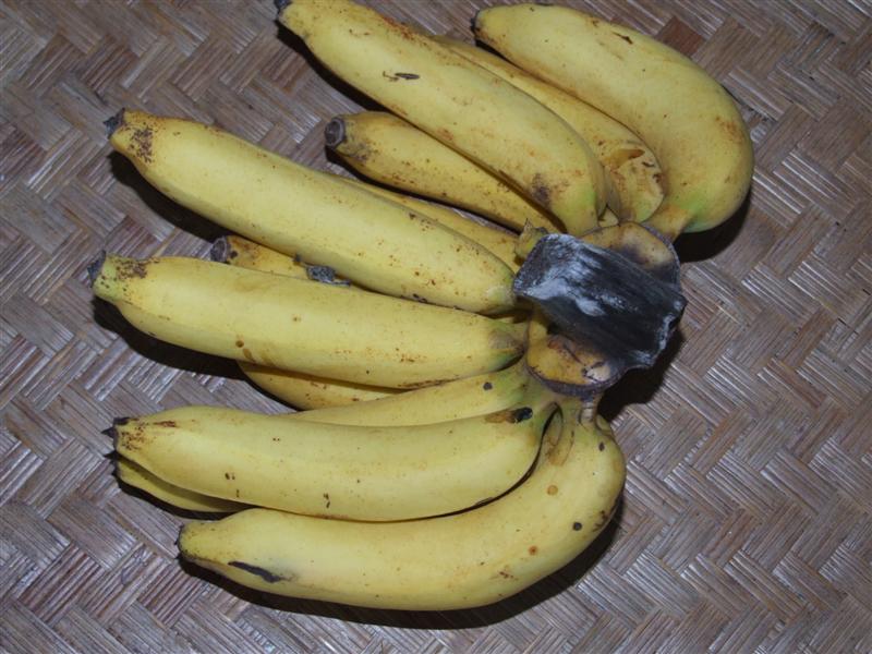 

    อ้อกินเสร็จอย่าลืมกินผลไม้ด้วยนะครับ  อันนี้กล้วยจากสวนที่อยู่ในทริปครับ   ไฟเบอร์สุงครับ   