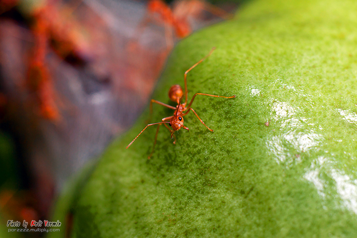 เพื่อสนใจ canon500D+MacroTube(1+2)+Helios44M-4