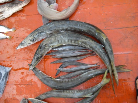 อันนี้เป็นปลาฝูงครับ ซากเหลือง ไซ คูณ พ่อ คุณ แม่ และลูก 3 และ เหลนๆๆ อีก 7 ว่าว งวอนี้เก็บ มา 12 หน