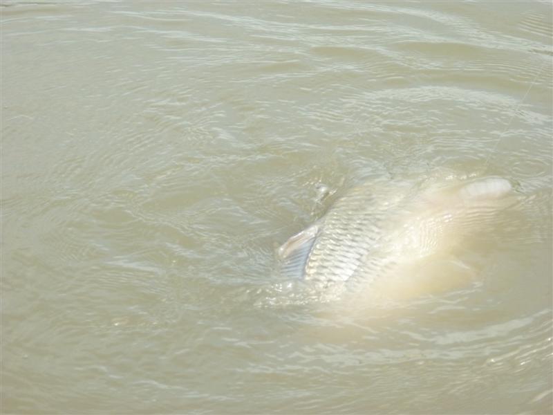 มันน่าจะเวียนหัวมันแล้วล่ะครับ  :spineyes: