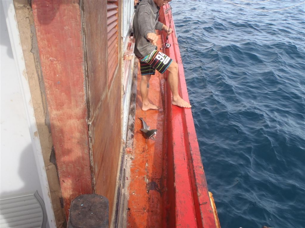 เถียงๆ โดดๆ อยู่พักนึง เจ้าเหาฉลาม ถูกน้าตั้มจับสายยกขึ้นมาปลดเบ็ดบนเรือ 
เเล้วก็ถูกจับปล่อยลงน้ำไป