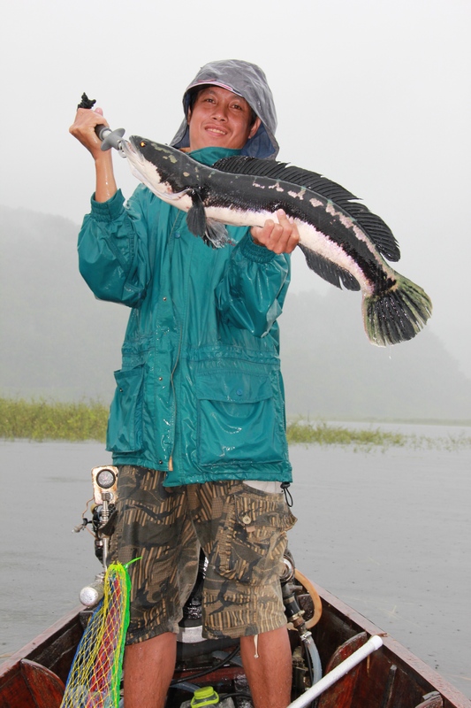 ตัวนี้รีบถ่ายฝนมันตก...เลยไม่มีภาพตอนสู้ปลา...ไม่เป็นไรรอดแล้ว :laughing: