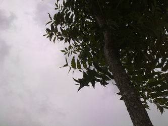 ที่หลบฝนของผมเองครับ แทบจะนับใบได้เลย