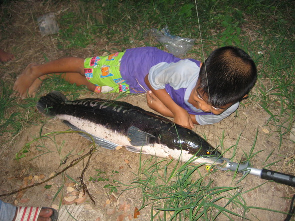 
เทียบขนาดกับเด็ก อายุ 7 ขวบครับ  


[q][i]อ้างถึง: arowanaclub posted: 21-08-2554, 13:46:39[/i]