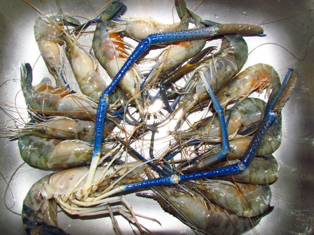 ช่วงบ่าย เจอน้ำไม่ค่อยดี  กุ้งไม่ค่อยจับ  กลับขึ้นฝั่ง  รวมๆ มาทำกินที่บ้านกันเลย    :grin:  :umh:
