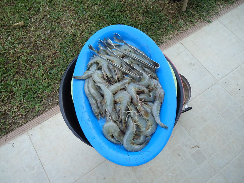 

มาดูข้างนอกมีกุ้งด้วย................. :umh: :umh: :umh: :umh: