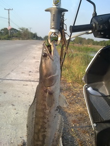 สมาชิกใหม่แนะนำตัวครับ ..