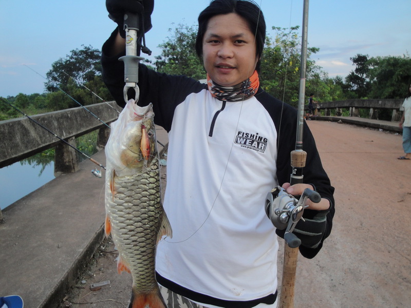กินใกล้มืดครับ...เนื่องจากน้าๆ ที่ตกเหยื่อรำจะทิ้งรำลงน้ำตอนเย็นครับ..เป็นเหตุให้ปลาเล็กเข้าครับ.. :