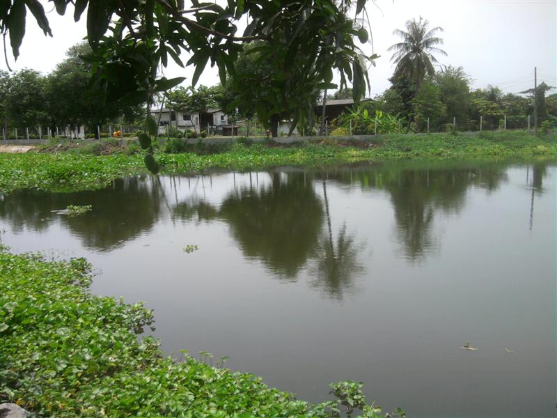 คลองหน้าบ้านอีกรูป
