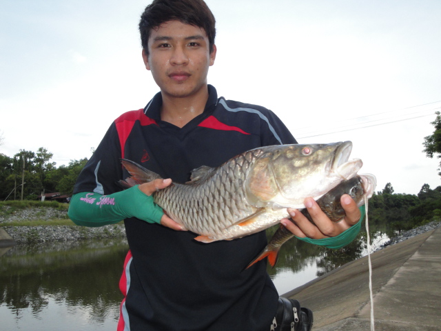 กระสูบตัวแรกในชีวิตของน้องนัทเลยครับ....ใช้เหยื่อมือสาม...ผมตีไม่กิน.ยกให้เพื่อนไป..เพื่อนตีไม่กินยก