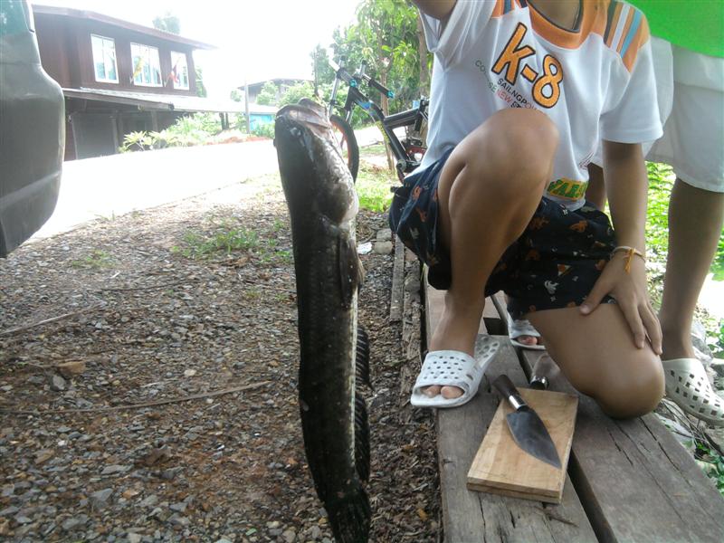 สายๆน้องได้ปลาช่อนหลังบ้าน