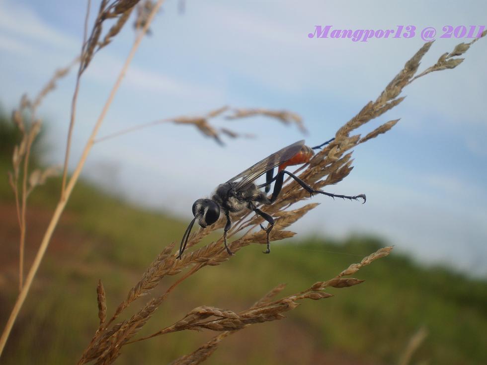 [b][q]ตาเริ่มปรือแร๊ว....เอาภาพนี้ส่งท้ายก่อนเจ้าของกระทู้เข้านอนก่อนนะคะ   พรุ่งนี้ฟื้นมาจะรีบมาเล่