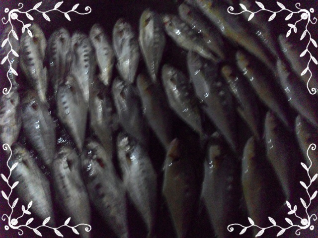 ทีมงาน เย็นเซ เฮฮา ปลาเพียบ(สละสีชัง)