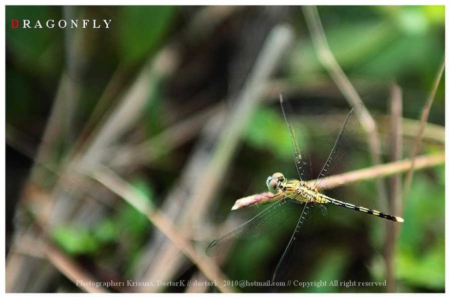 ภาพที่สี่
ลองเปลี่ยนมุมดูบ้างครับ มือจับถ่าย  :smile: