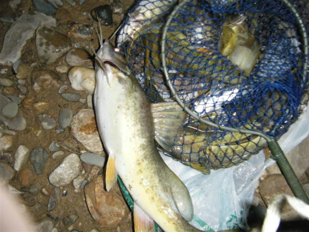คืนที่ 2 นี้ ปลาที่ได้ก็จะเป็นปลากดเหลืองซะส่วนมากนอกนั้นเป็นปลากระทิง

คืนนี้ก็ยังไม่เจอเจ้าสัตว์