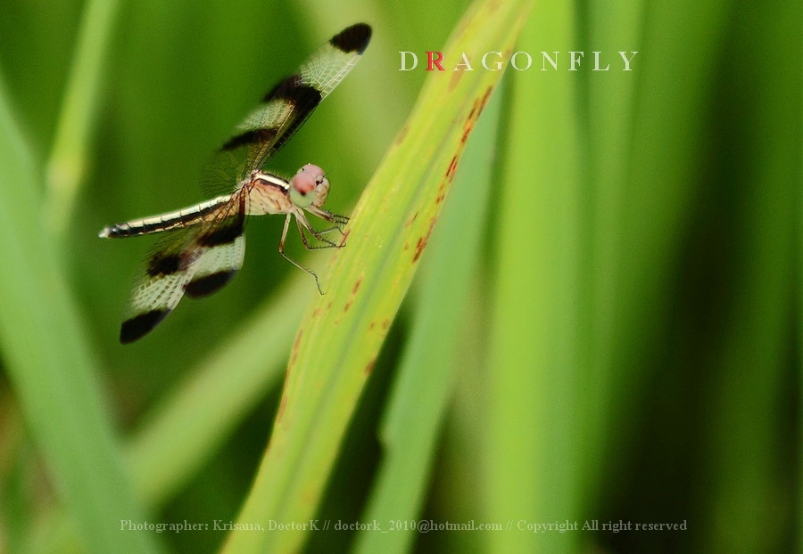 ภาพที่สิบเอ็ด 
แมลงปออีกชนิดครับ  :smile: