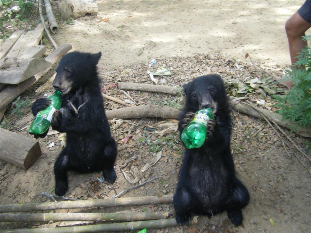 น้องหมีอีกสักภาพ....น่ารักอะ :laughing: :laughing:
