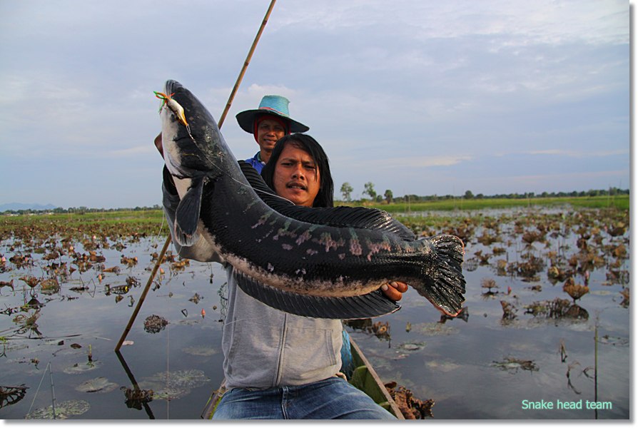  [q]สุดยอดคับน้า[/q]

สวัสดีครับน้าเอ๊มFisHiNg  ขอบคุณครับ

