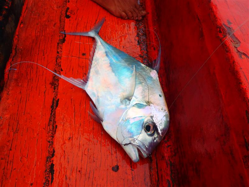 สุดท้ายเจ้า" โฉมงาม " ตัวสวย ก็ถูกพี่โหน่งนำขึ้นมานอนโชว์ตัวในเรือ
 :grin: