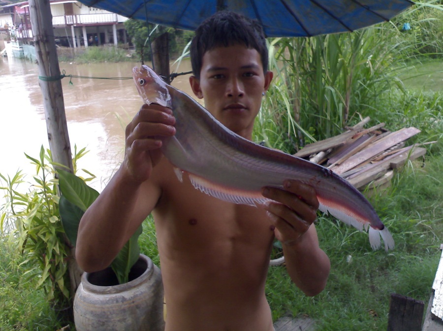 หล่อ ไหม ครับ สำหรับปลาแดงตัวนี้ :cool: