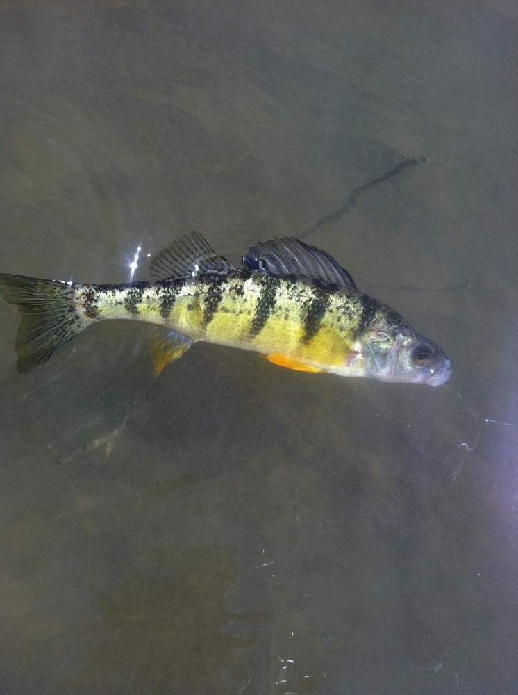 yellow perch จะมารวมกันแถวพืชเพื่อผสมพันธ์ในเดือนกันยาถึงตุลา 
