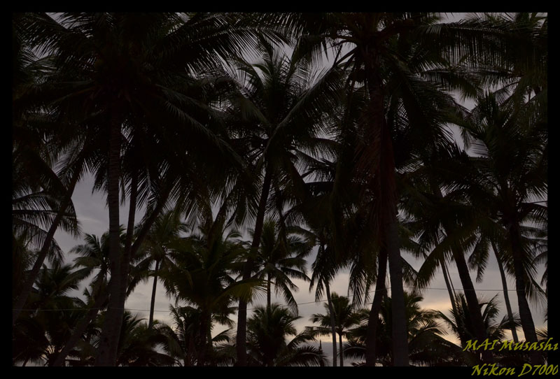 ทิวมะพร้าว ชายหาดบางแสน

เย็นแล้ว อาบน้ำนอนดีกว่า

เอาแรงไปตกปลาวันรุ่งขึ้น



 :grin: :grin