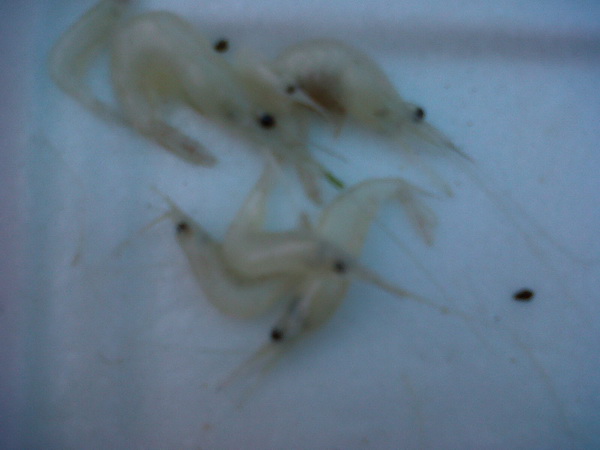 เหยือ ก็ตามรูปเลยครับ กุ้งฝ่อยแม่น�