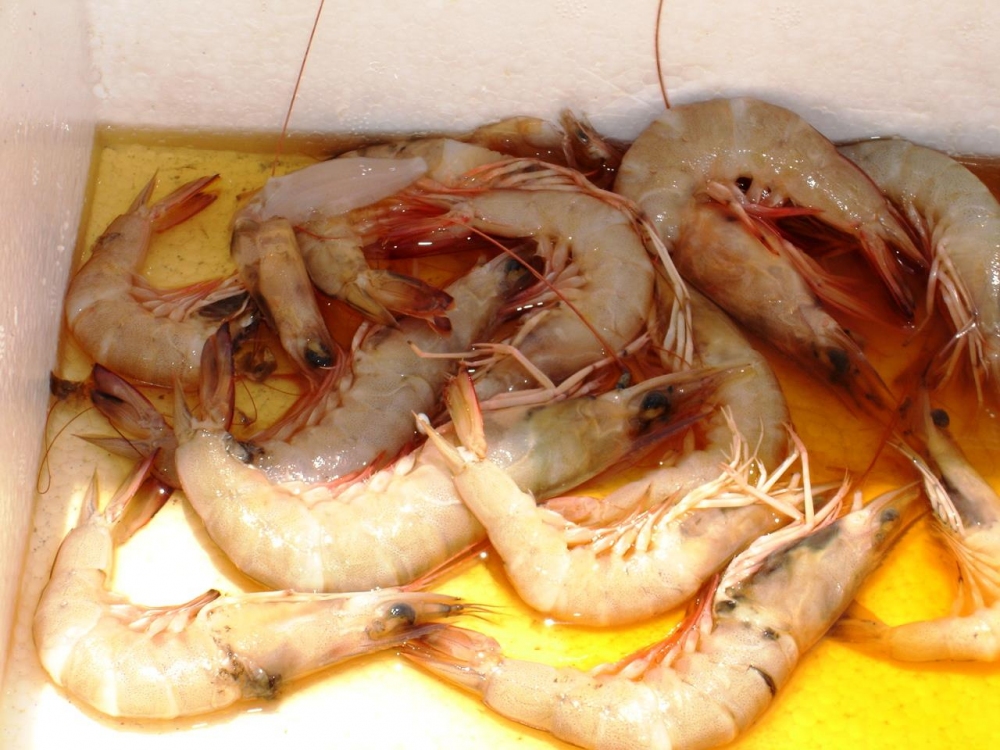 กุ้งแช่ รีเจนซี่ ครับ สูตรนี้ ตกปลาที่งานแหลมแท่น ได้รางวัลมา 2 ปีซ้อนๆ :cheer: ปีนี้ก้ไม่น่าพลาดราง