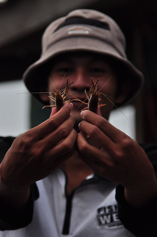 กุ้งต๊อกไซร์นี้น่าเอาลงล่าหางกิ่ว กับปลาม้าที่บางประกงเน๊าะ  :cool: :laughing: