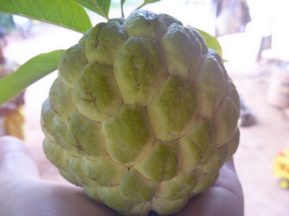 มันคือบักเขียบ


 :grin: