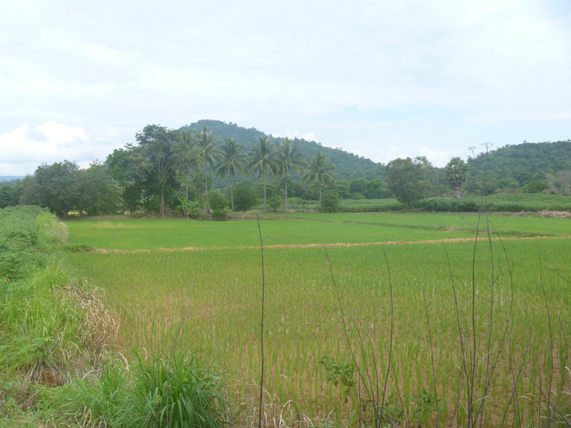 วิวสวยๆ บ้านนอกๆ ครับ


 :cool: