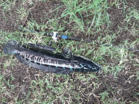 ++++++เทียบกับขนาดคันเบ็ดครับตัวยาวมากกก+++++100cm.ได้ไหมเนี่ยน้าๆว่าถึงไหมครับ++++++ :laughing: :la
