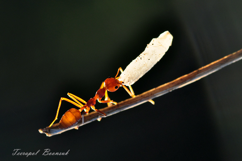 ลาด้วยภาพนี้ครับ....มากไปเดี่ยวจะเบื่อเอา................สวัสดีครับทุกท่าน..