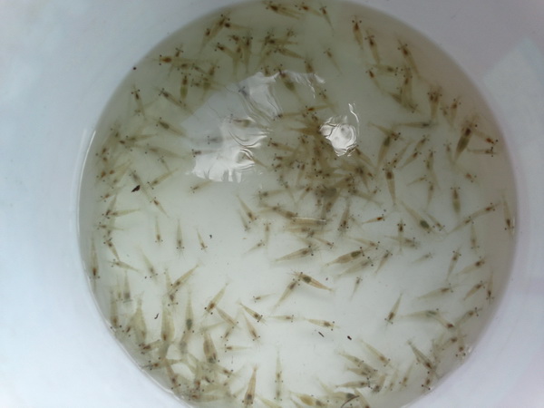 ส่วนนี่น้องกุ้งฝอย  อาสาเป็นพริตตี้สะดีดสะดิ้ง ล่อปลานิลให้ :laughing: :laughing:
ต้องขอขอบคุณน้องก