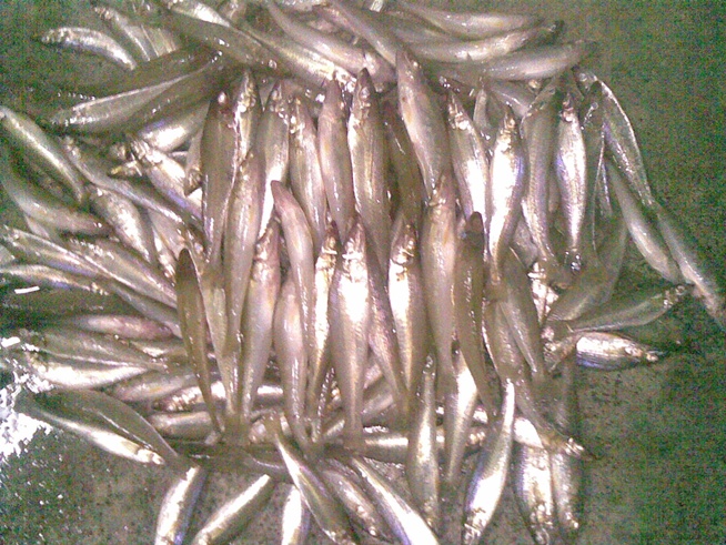 ปลารวม คับ   :kiss: :kiss: :kiss: :kiss: