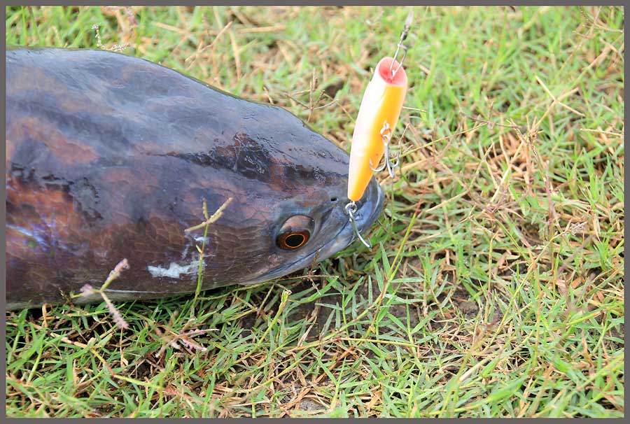 ตาเบ็ดตัวเดียว ตาเดิมๆ สามดีของตรู เกือบไปแล้ว 
ผมบ่นเบาๆ  :mad: :mad: :mad: 