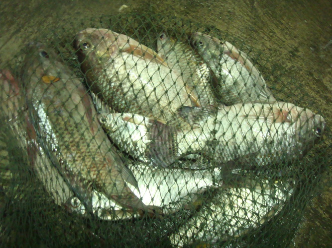 ตอนนี้ปลากำลังเข้า กินดีมาก ผลงานเมื่อ 7/9/54 
ไปนั่งที่บึงพระราม 9มีน้าๆใน siamfishing.เข้าไปเยี่ย