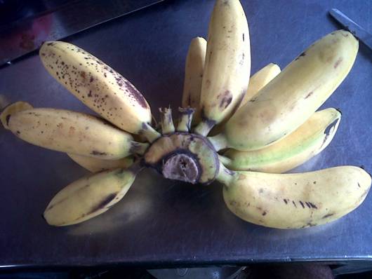 มาดุการเกี่ยวกล้วยของผม ส่วนมากผมจะใช้กล้วยไข่ในการตกครับ

ปลาที่ได้ส่วนมากจะเป็น สายยู สังกะวาดเห