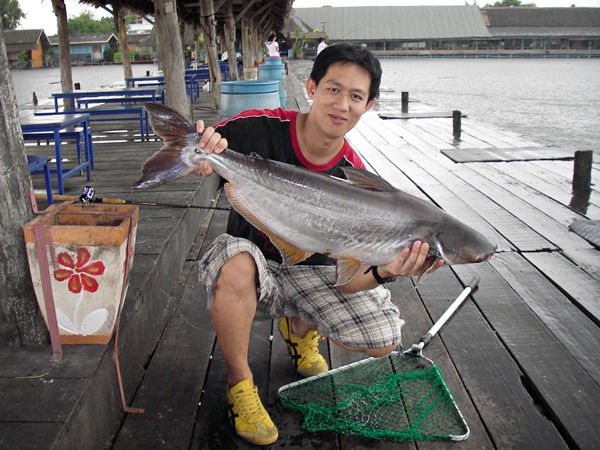 มาแล้วครับ...นี่หรือ...ปลาสวาย...ไม่เห็�