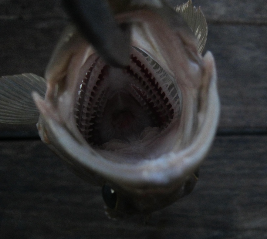 นี่คือภาพสุดท้ายที่กุ้งเห็นสินะ บรึ๋ย~!  :ohh: