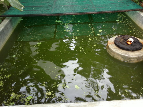 พอฝนหยุดก็ได้เวลาให้อาหารปลาดุกที่เลี้ยงไว้พอดี :laughing:
