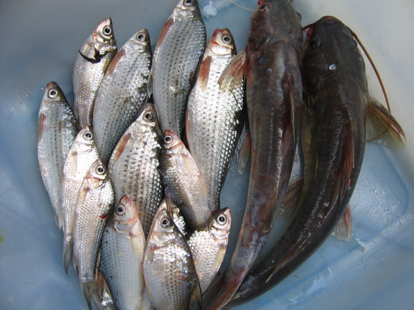 มาแล้วครับปลารวมวันนี้  :laughing:

ลืมบอกปลาสร้อยติดกระสือ ส่วนปลากดติดเบ็ดพวงเกี่ยวสบู่ 

เอาเ