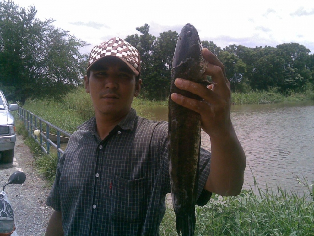 "อีกรูปครับน้าถ่ายชัดๆนะครับ"
 :grin: :grin: :grin: