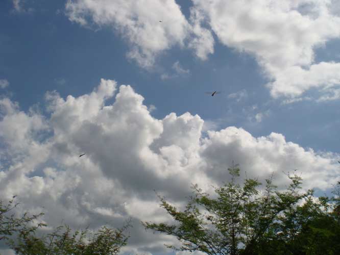 ขอลาไปด้วยภาพนี้ครับ  หลังจากวันนั้นมา(วันที่ถ่ายรูปแมลงปอเหล่านี้) ฝนก็ตกสุดเหยียด ผมเป็นห่วงแมลงปอ