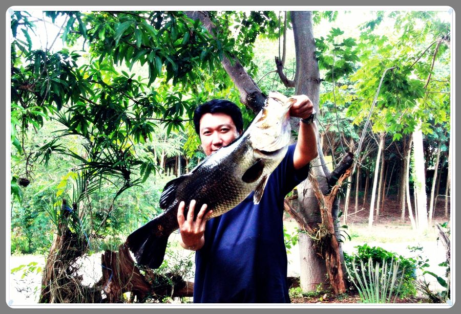 

  ตัวแรก ....... ของอาทิตย์นี้ .....  :grin: :grin: :grin:



  