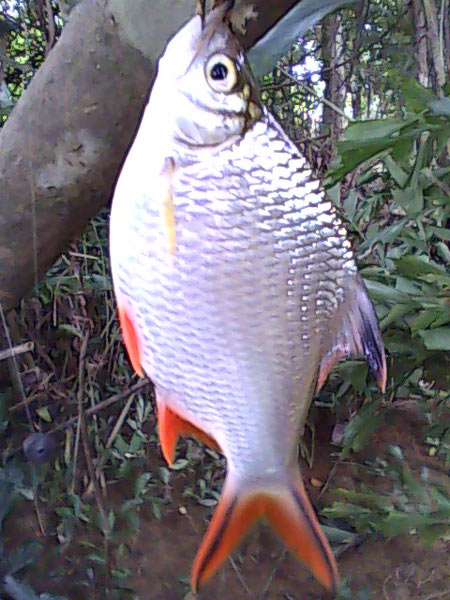 [q][i]อ้างถึง: fishingjoke posted: 15-09-2554, 03:03:31[/i]

+++++ครับ ช่อนๆๆๆๆ :cheer: :cheer: :c