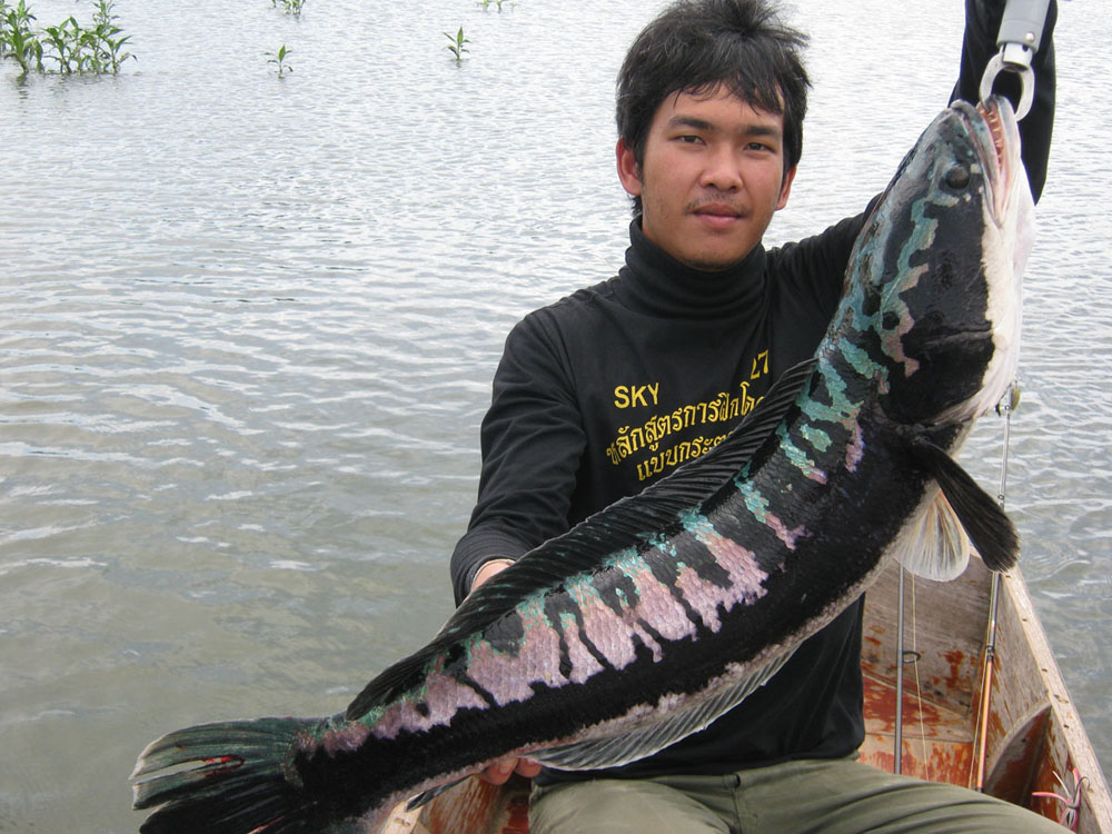 ขอทิ้งท้ายไว้ที่ตัวนี้นะคับ.....8โล...สุดยอดเลยคับ
ตกแค่ครึ่งวัน....ได้4ตัวครับวันนี้....อยากจะตกทั