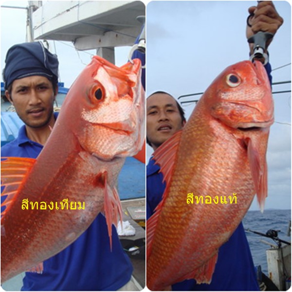 ขออธิบายเรื่องสีทองเทียม  กะสีทองแท้ นิสนึงนะก๊าบ

1 สีทองแท้  รูปร่างมันจะตามรูปนะครับ แต่ต้องสัง